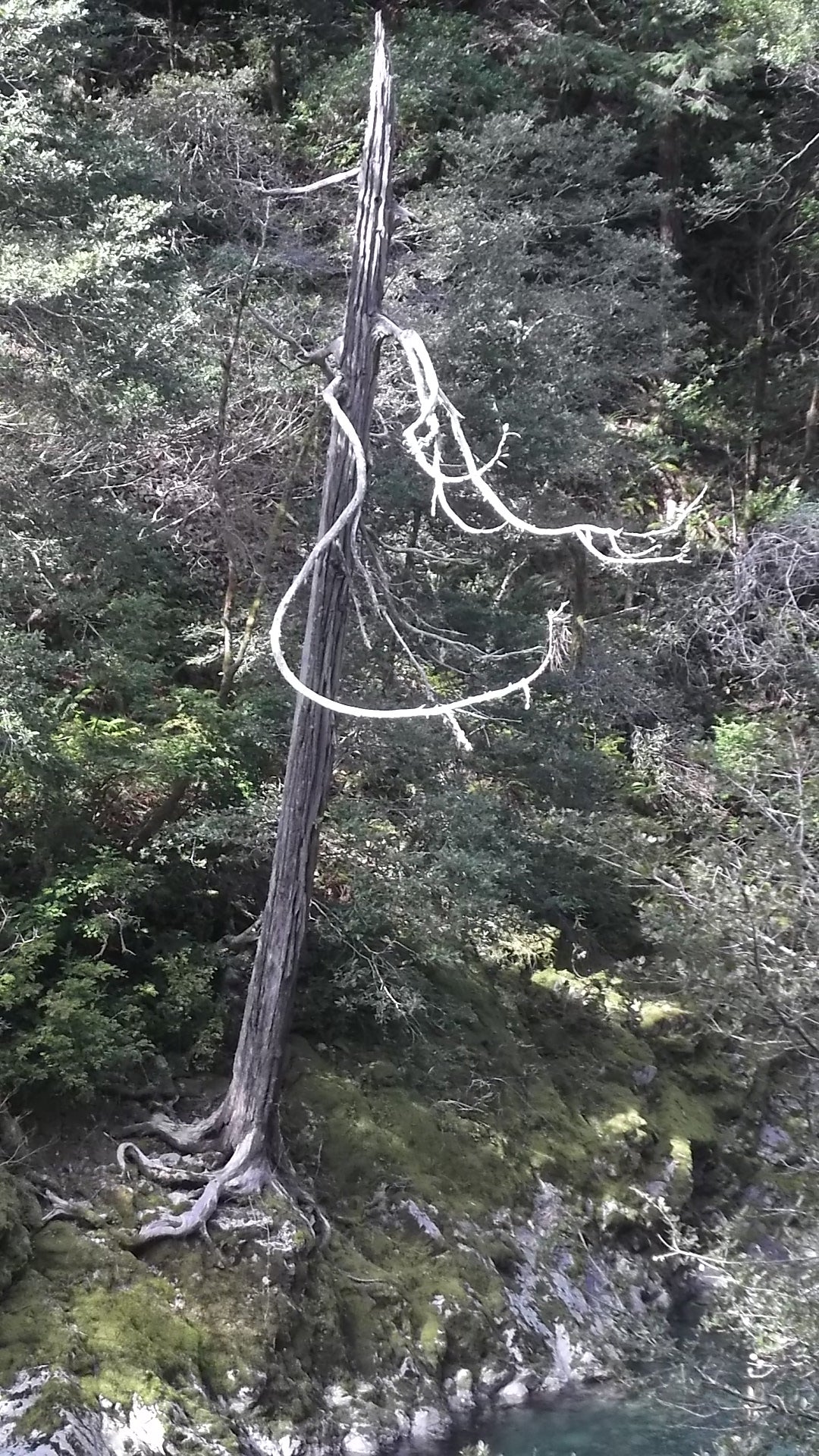 Tree Snaga Snag Tree Ideas – Coastmans