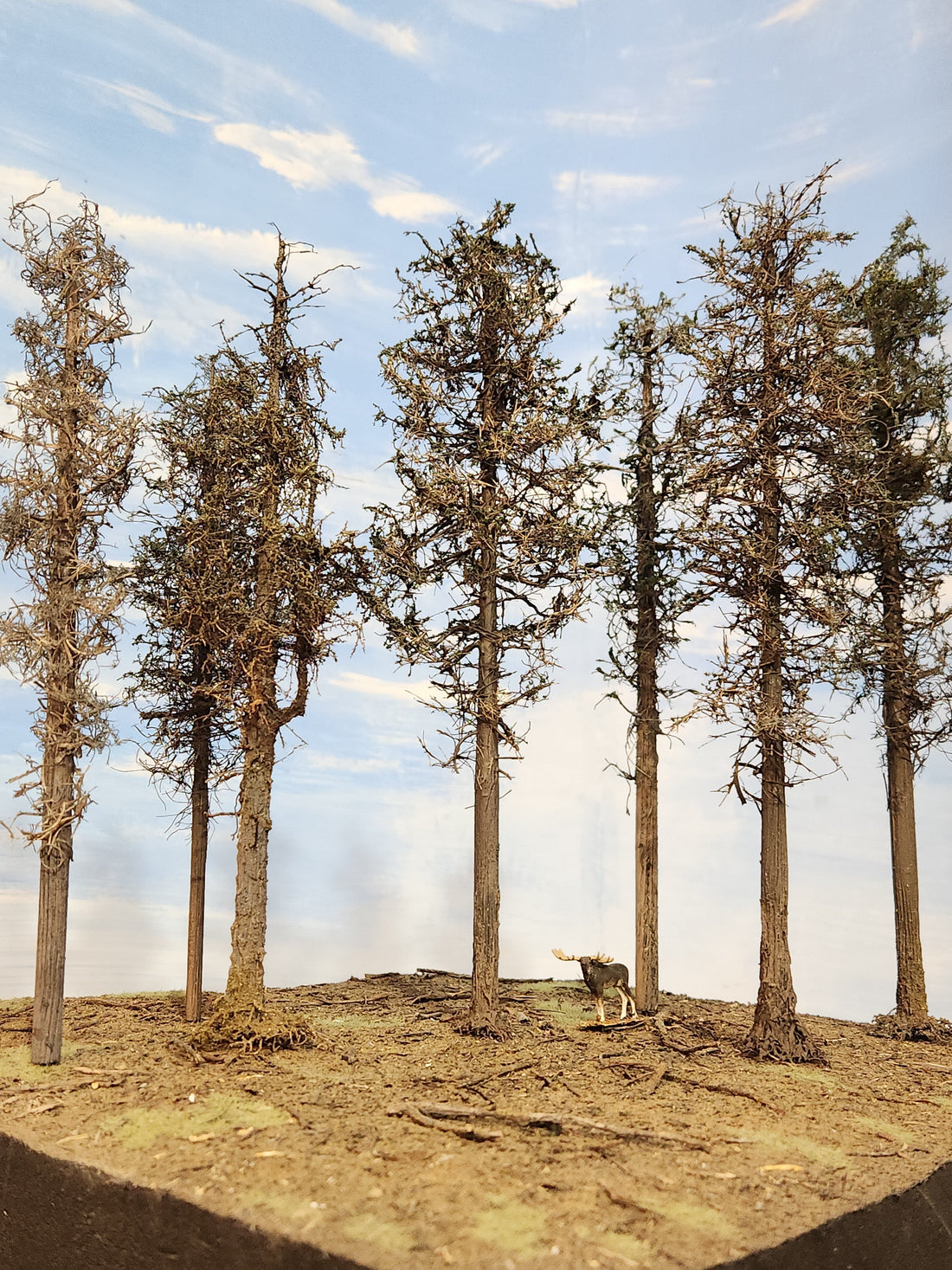 Pines Trees