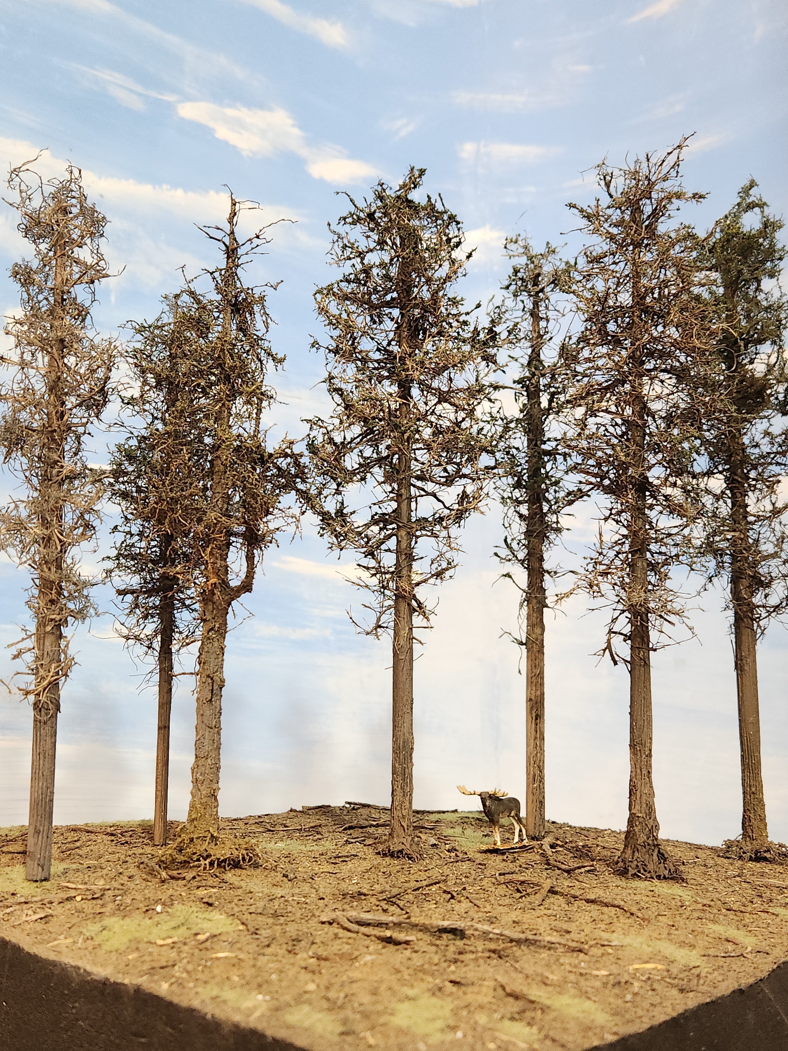 Pines Trees