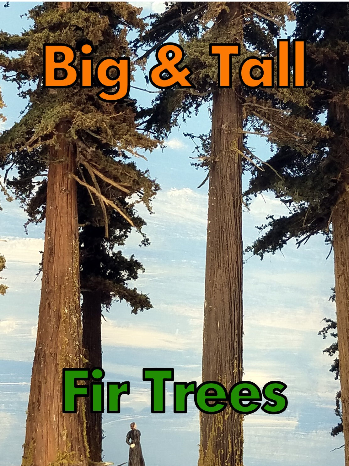 Large Firs – Coastmans