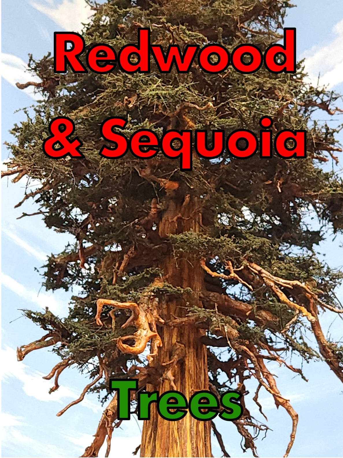 Redwoods & Sequoias