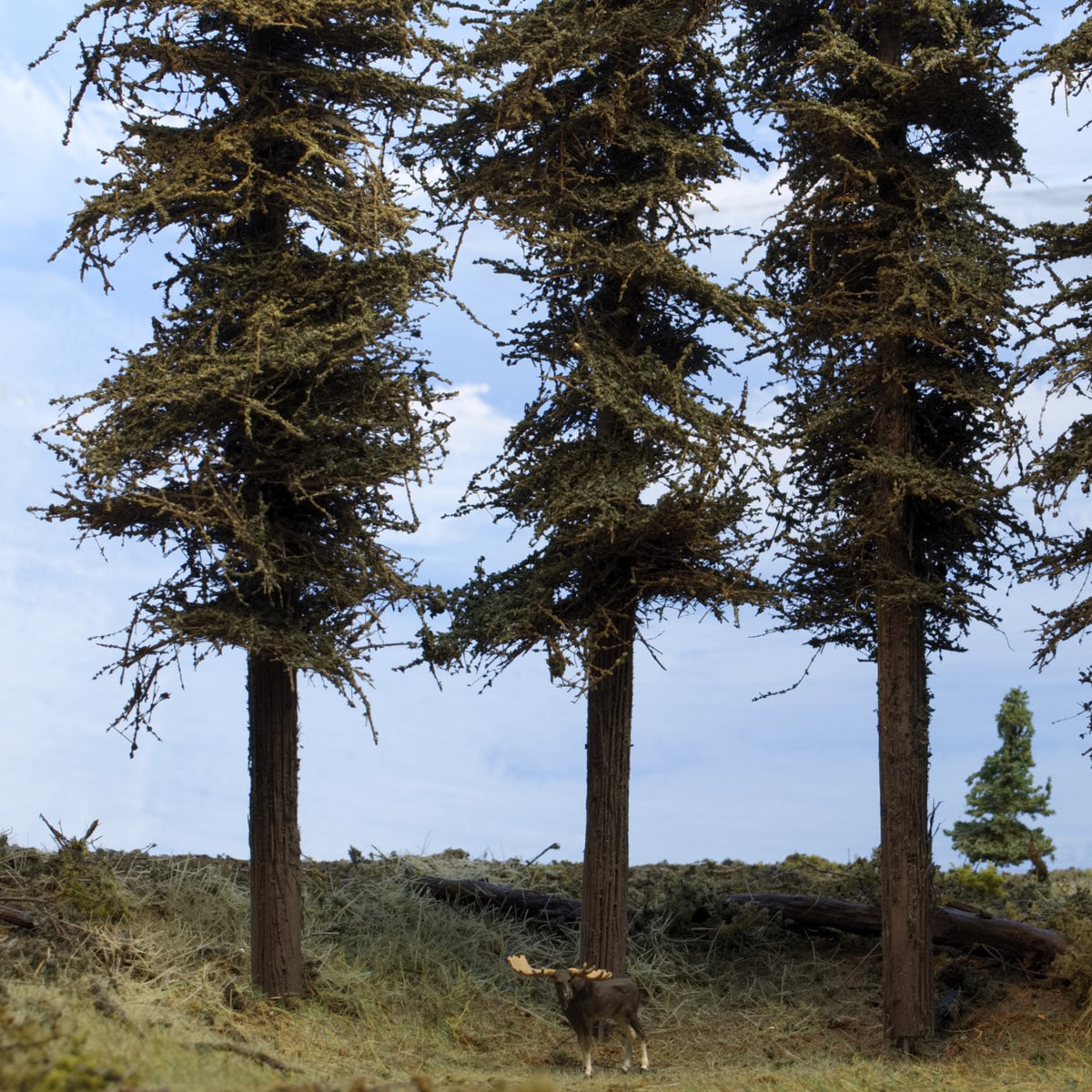 11 inch tall Standard Fir Trees on Diorama with moose and close up by Roger Rasmussen Coastmans Scenic Products
