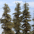 Three Coastman's Standard 11 inch tall model fir trees focusing on the upper portion of the trees and the exclusive green branches foliage material with the tapered port orford cedar trunks.