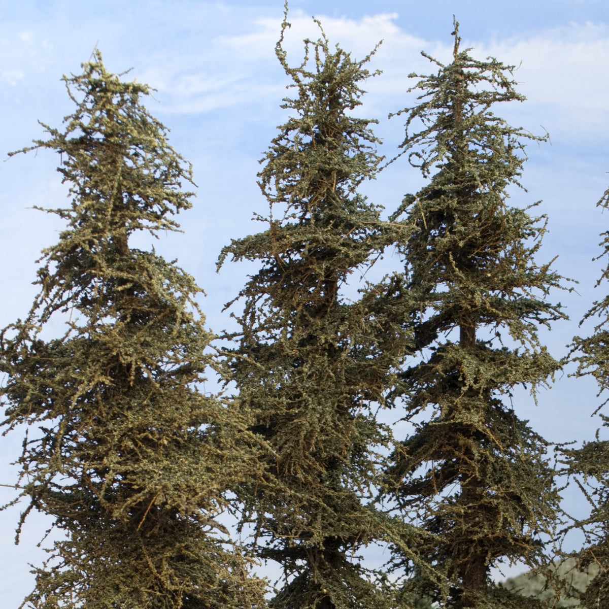 Three Coastman's Standard 11 inch tall model fir trees focusing on the upper portion of the trees and the exclusive green branches foliage material with the tapered port orford cedar trunks.