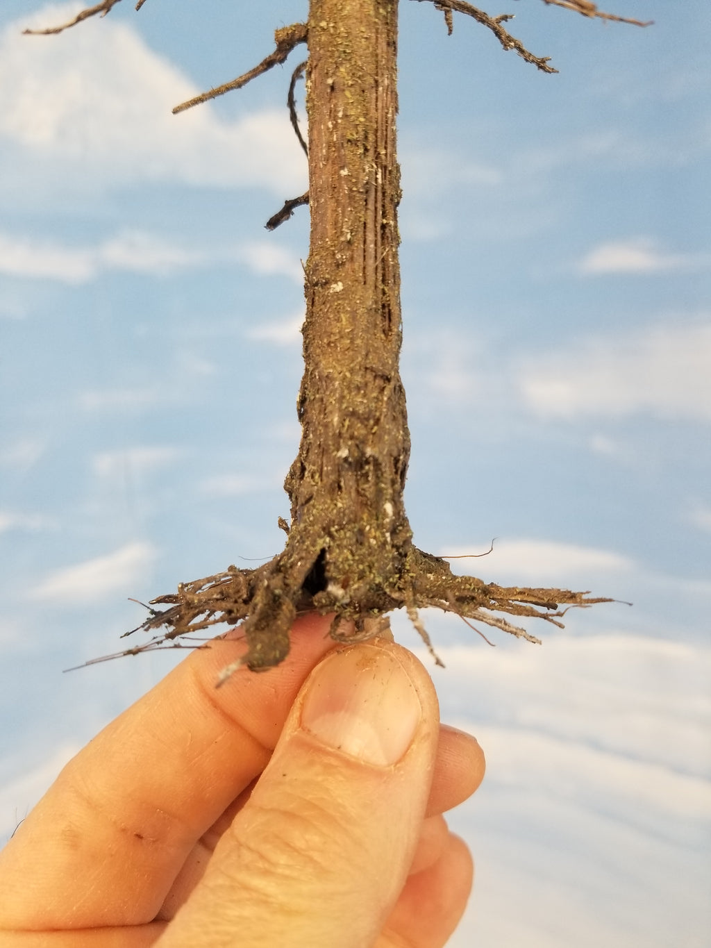 Root system detail typical on 13 inch tall model Snag Dead or Ghost trees created by Roger Rasmussen of Coastman's Scenic Products in Port Orford, Oregon 97465 c. 2022