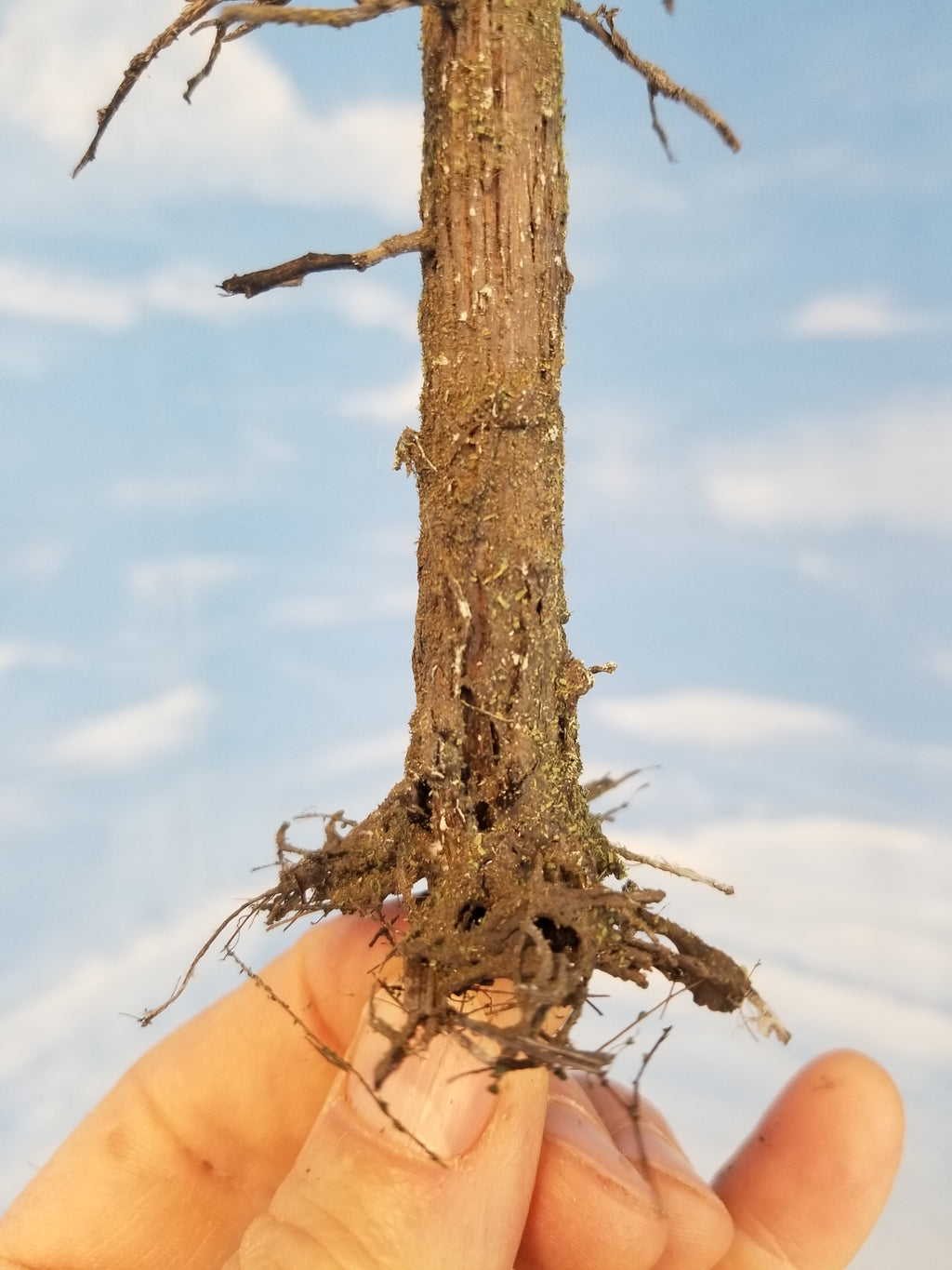 Root system detail typical on 13 inch tall model Snag Dead or Ghost trees created by Roger Rasmussen of Coastman's Scenic Products in Port Orford, Oregon 97465 c. 2022