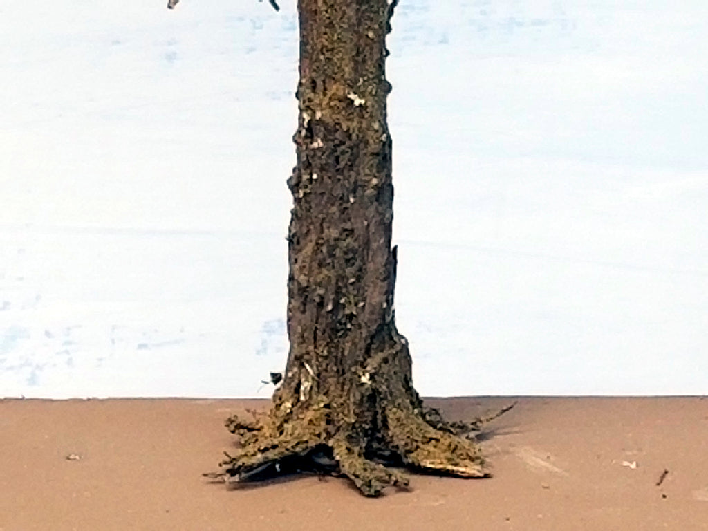Moderate level of root system detail typical on 13 inch tall model Snag Dead or Ghost trees created by Roger Rasmussen of Coastman's Scenic Products in Port Orford, Oregon 97465 c. 2022