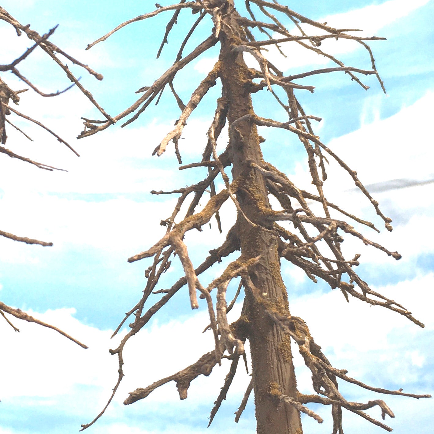 Close up of the limb or branches detail on a 13 inch Coastman's model snag, dead, or ghost tree, c.2022 Coastman's Scenic Products Oregon