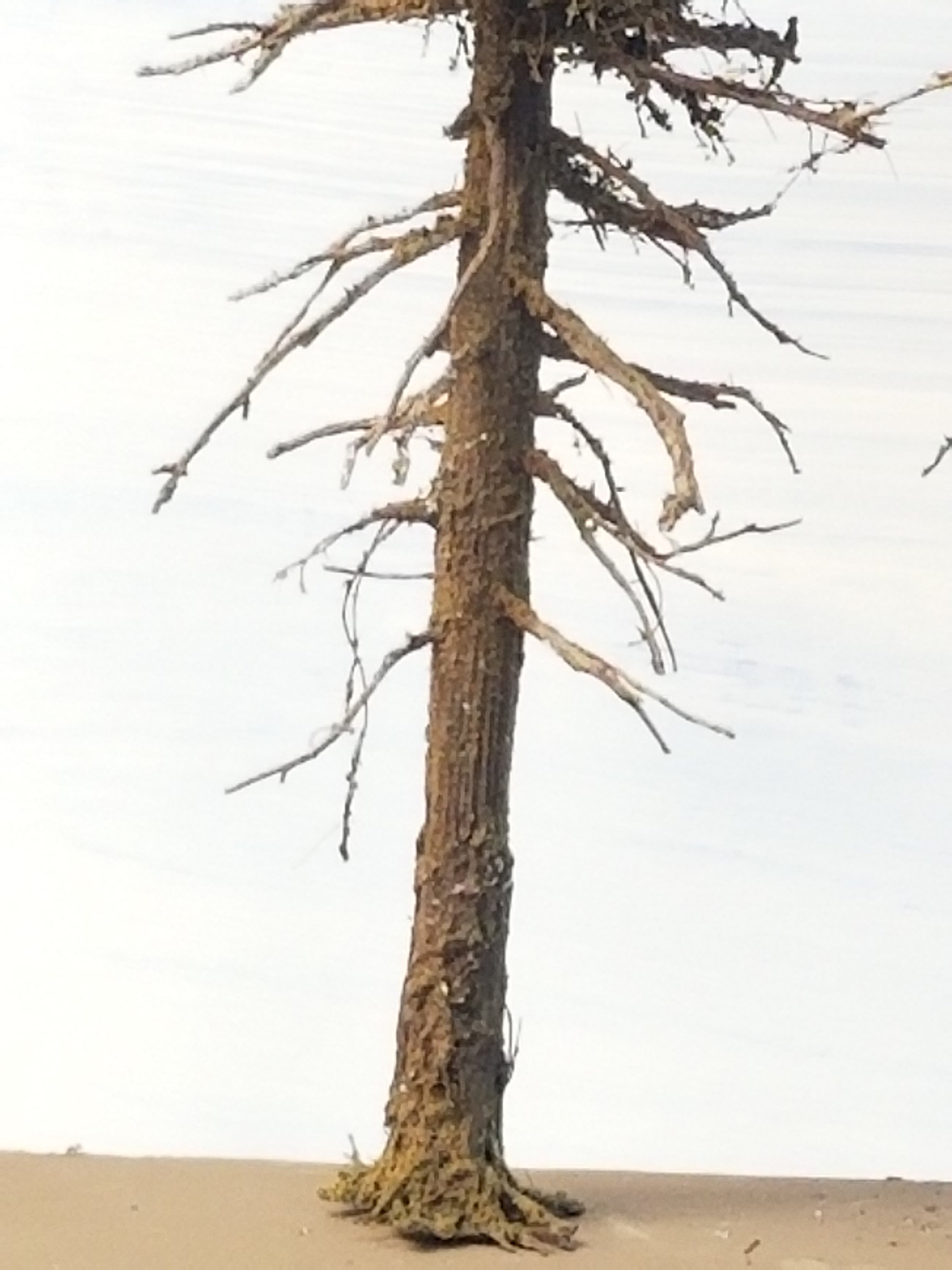 Close up view of the base typical on a 13 inch tall model Snag fir tree also called Dead or Ghost tree by Roger Rasmussen CSP