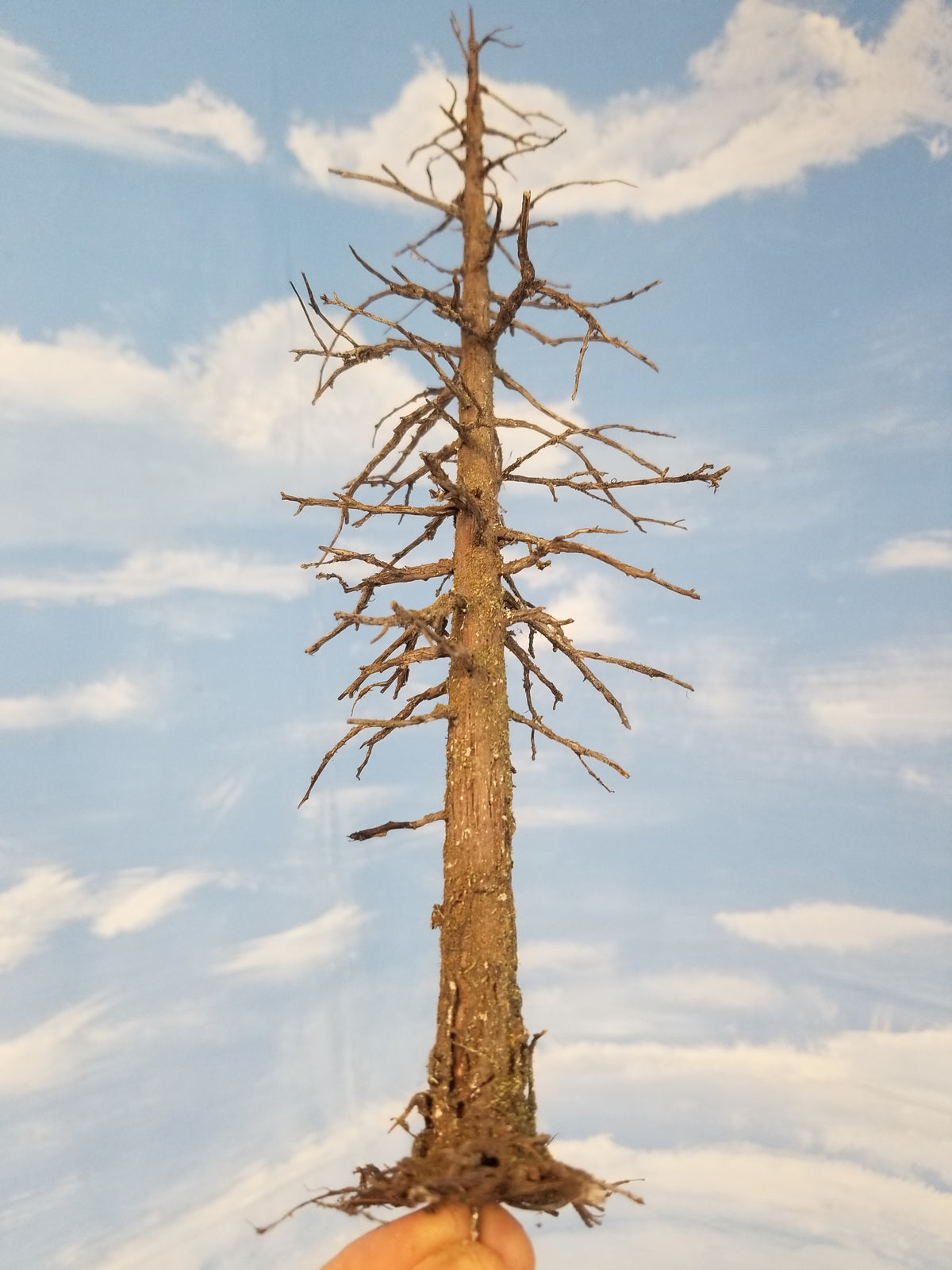 Early model 13 inch tall model snag, dead, or ghost fir tree created by Roger Rasmussen of Coastman's Scenic Products, Oregon, USA circa 2022.