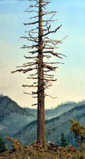 One large 13 inch tall model snag, dead, or ghost fir tree created by Roger Rasmussen of Coastman's Scenic Products, Oregon, USA circa 2022.