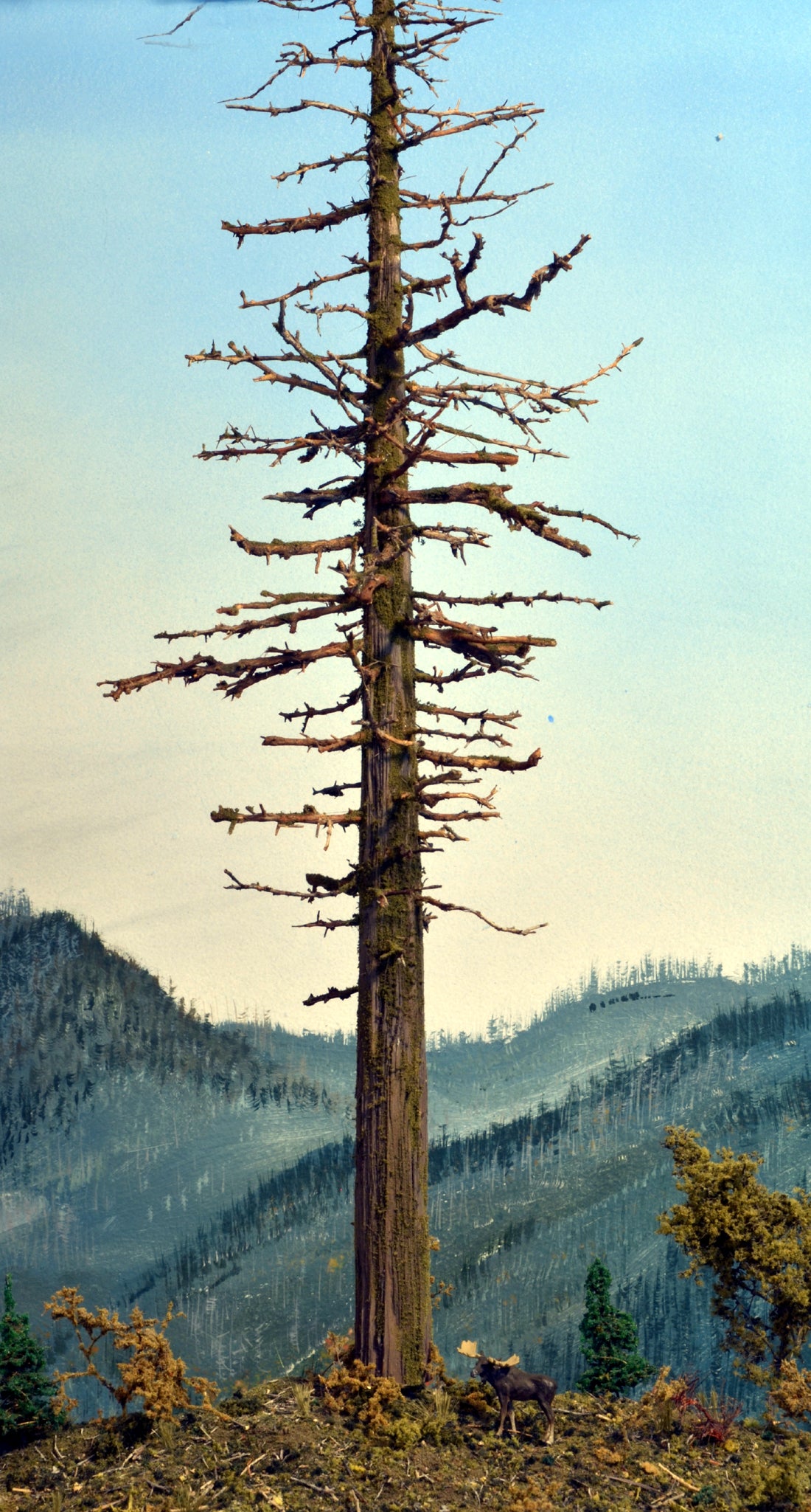 One large 13 inch tall model snag, dead, or ghost fir tree created by Roger Rasmussen of Coastman's Scenic Products, Oregon, USA circa 2022.