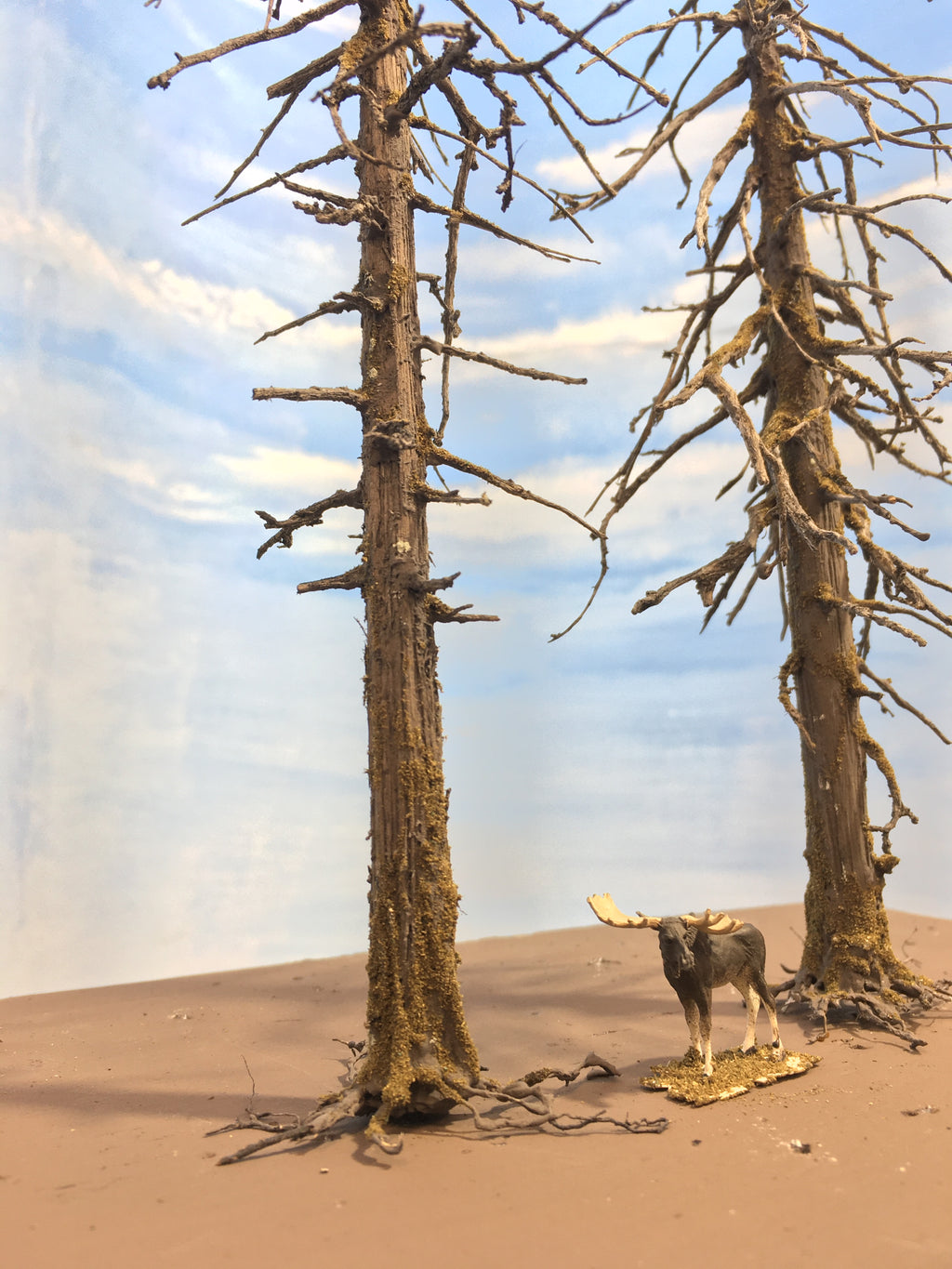 Limb detail on two Coastman's 13 inch tall model snag / dead / ghost fir trees c.2022 by Roger Rasmussen CSP with Vanna the Moose in HO scale.