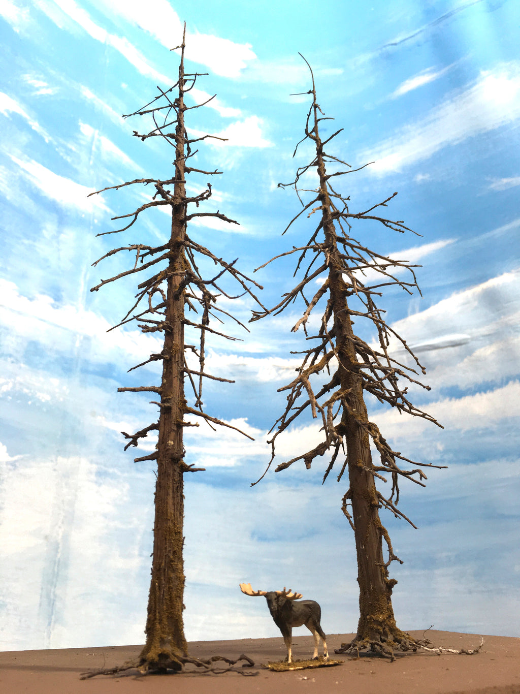 Two early-model 13 inch tall model snags, dead, or ghost fir trees created by Roger Rasmussen of Coastman's Scenic Products, Oregon, USA circa 2022.