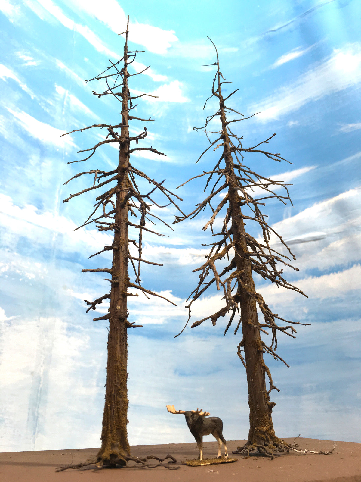 Two early-model 13 inch tall model snags, dead, or ghost fir trees created by Roger Rasmussen of Coastman's Scenic Products, Oregon, USA circa 2022.