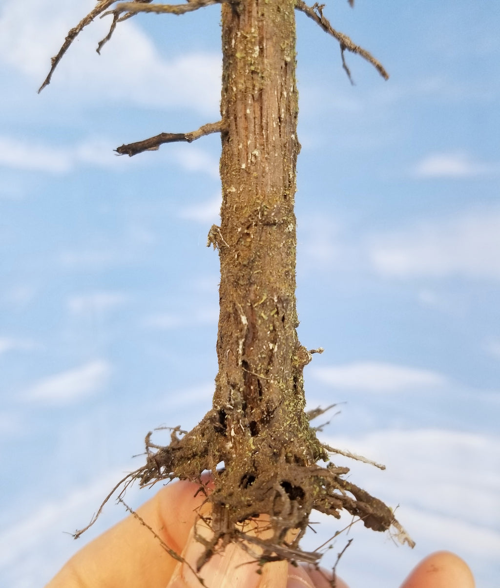 Snag Trees - 14-15 Inches