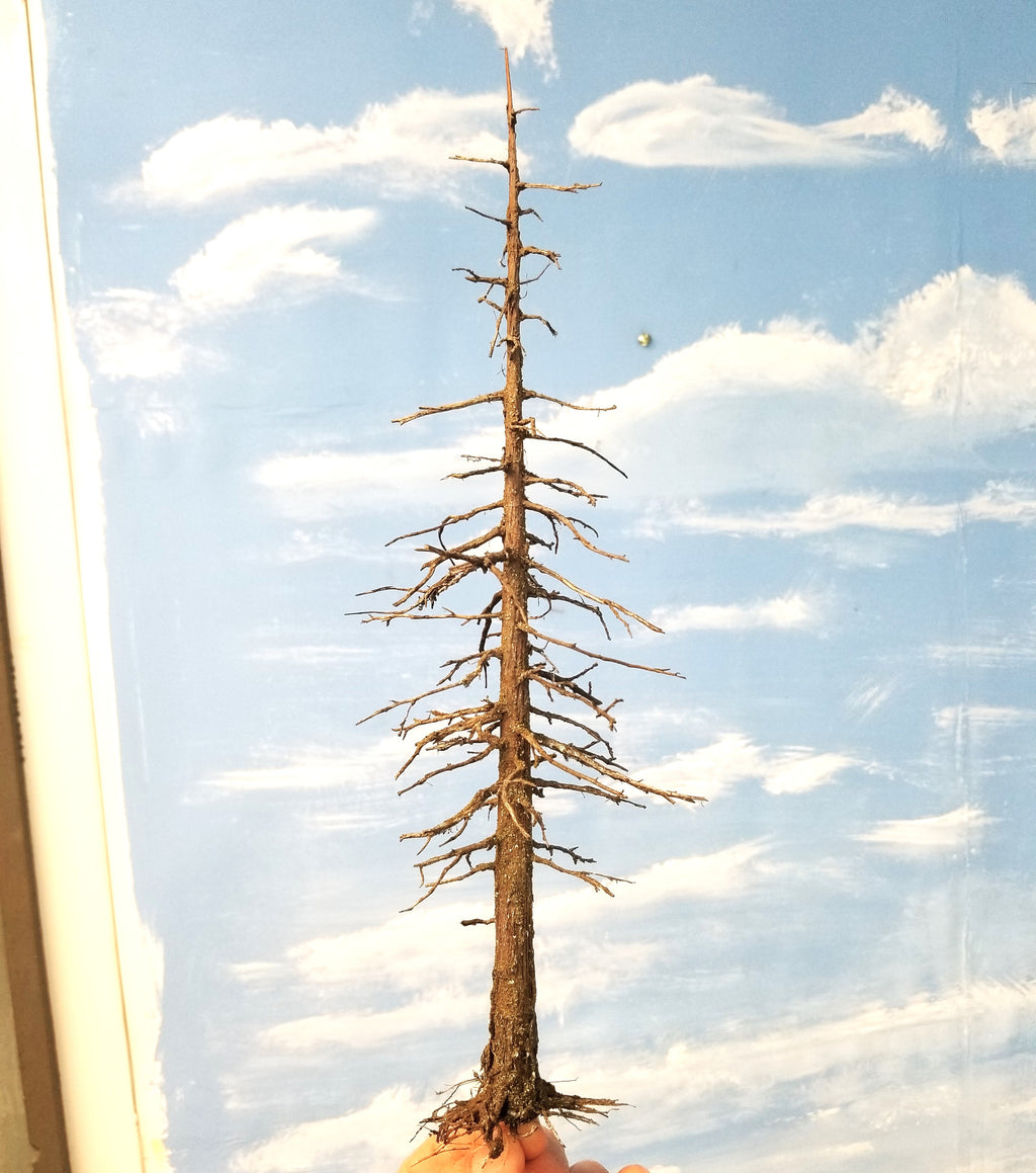 Snag Trees - 14-15 Inches