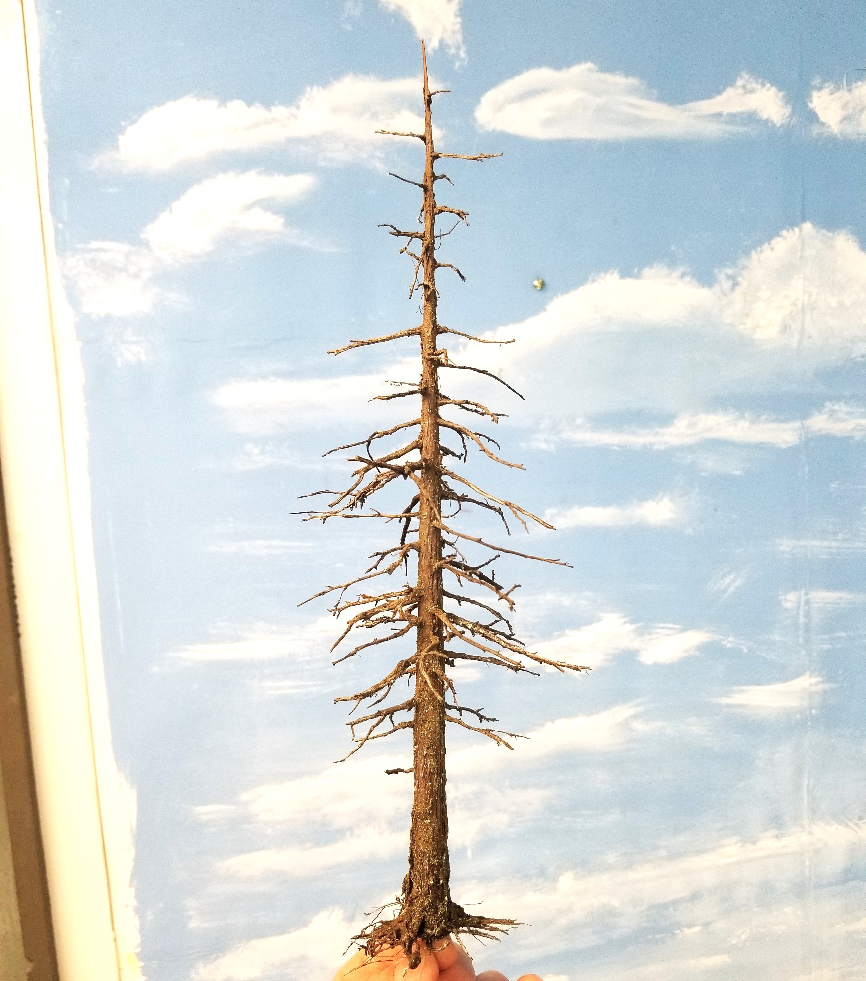 Snag Trees - 14-15 Inches