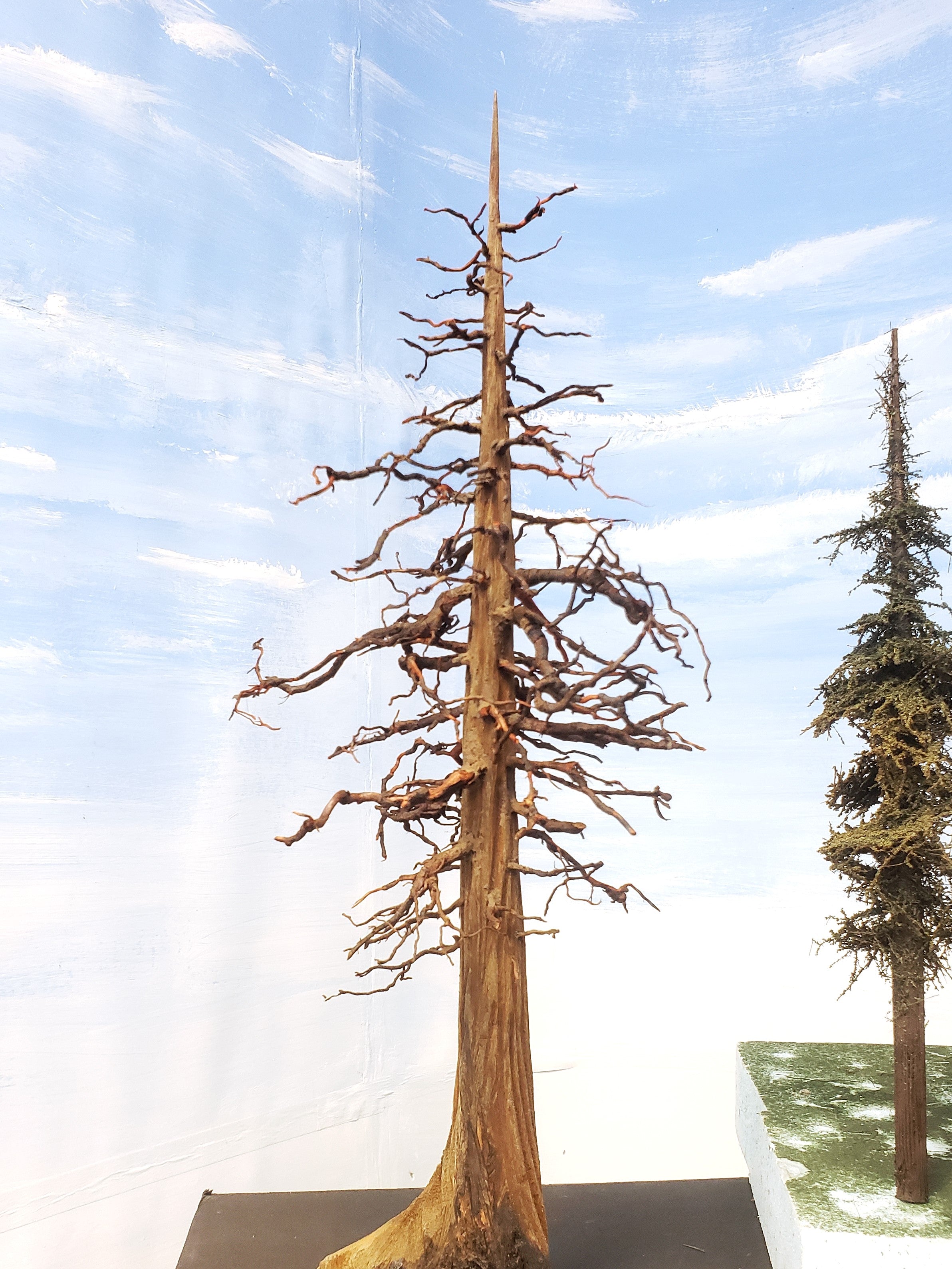 Snag Trees - 14-15 Inches