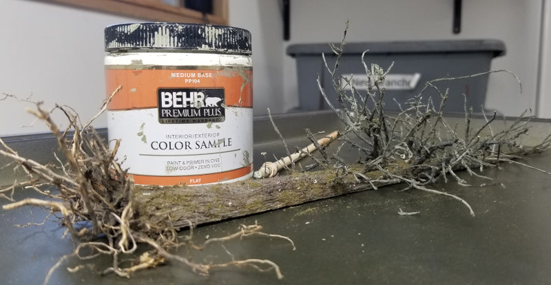 Model tree lying on its side dead tree snag tree creepy