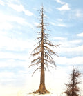 Snag Trees - 14-15 Inches