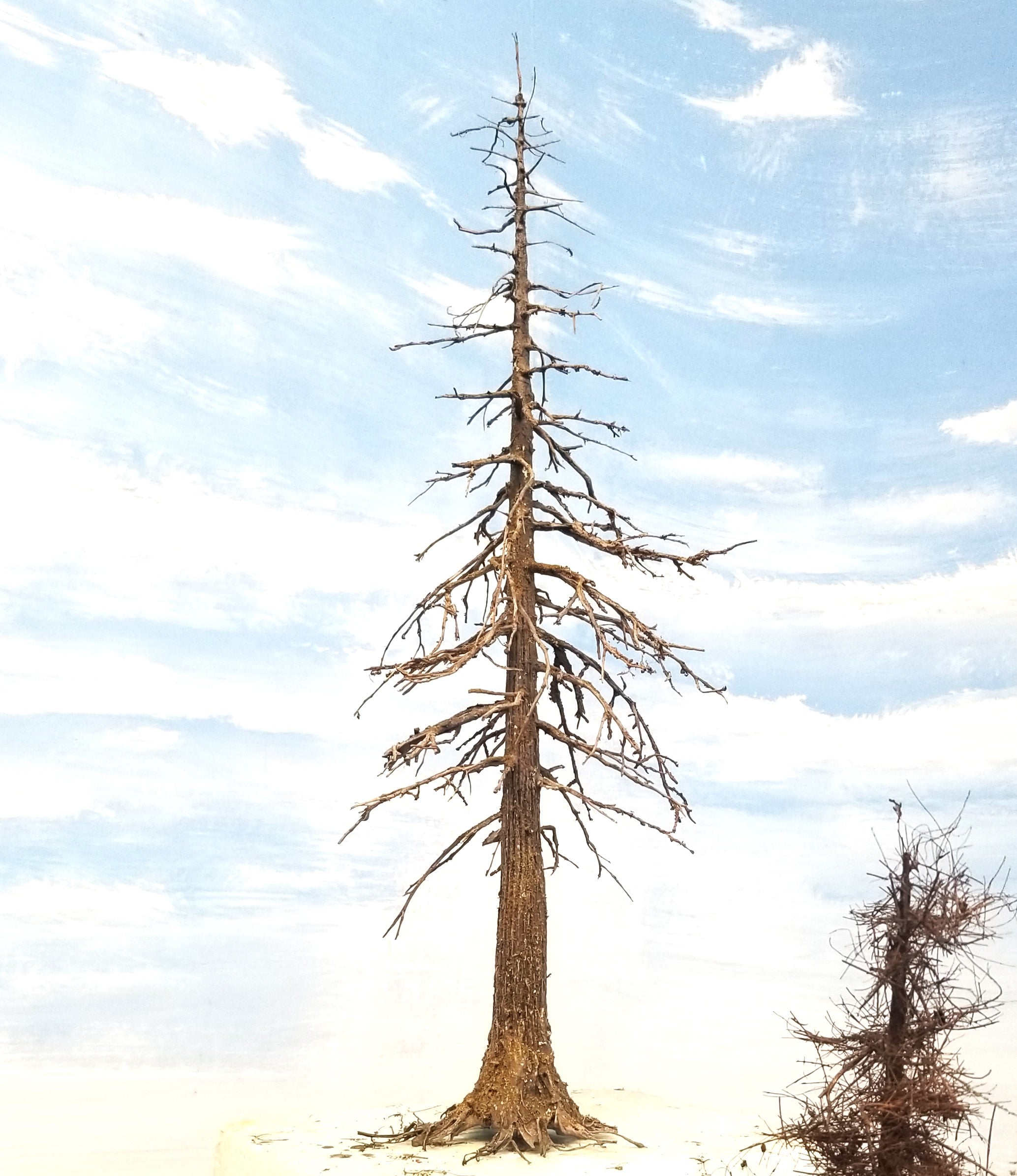 Snag Trees - 14-15 Inches