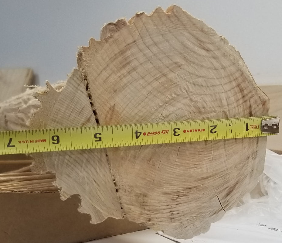 Sequoia or Redwood Tree, 48 Inches tall