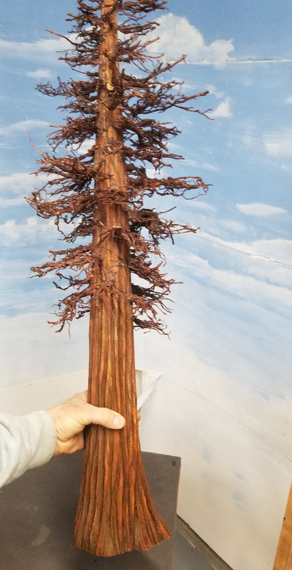 Sequoia or Redwood Tree, 48 Inches tall