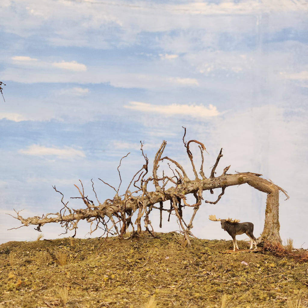 Downed Snag or Ghost Dead Tree, 7"