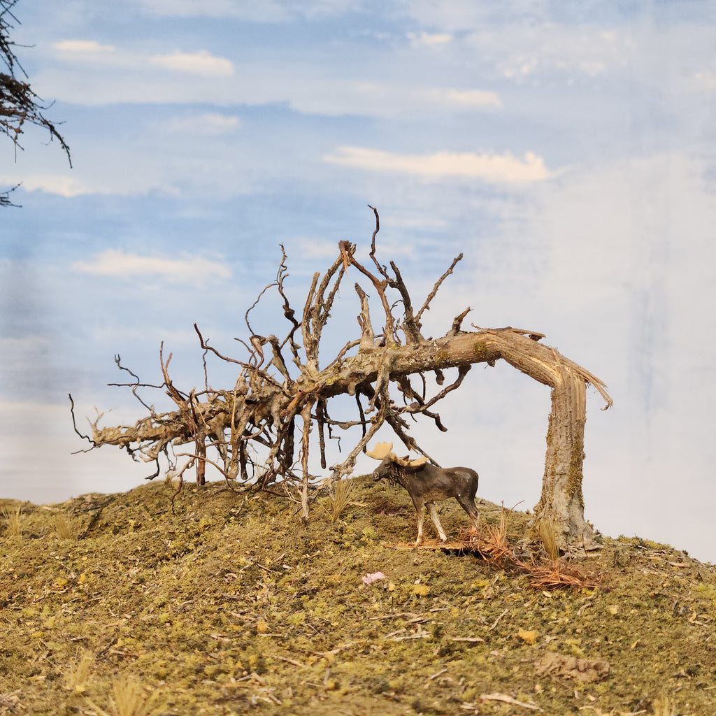 Downed Snag or Ghost Dead Tree, 7"