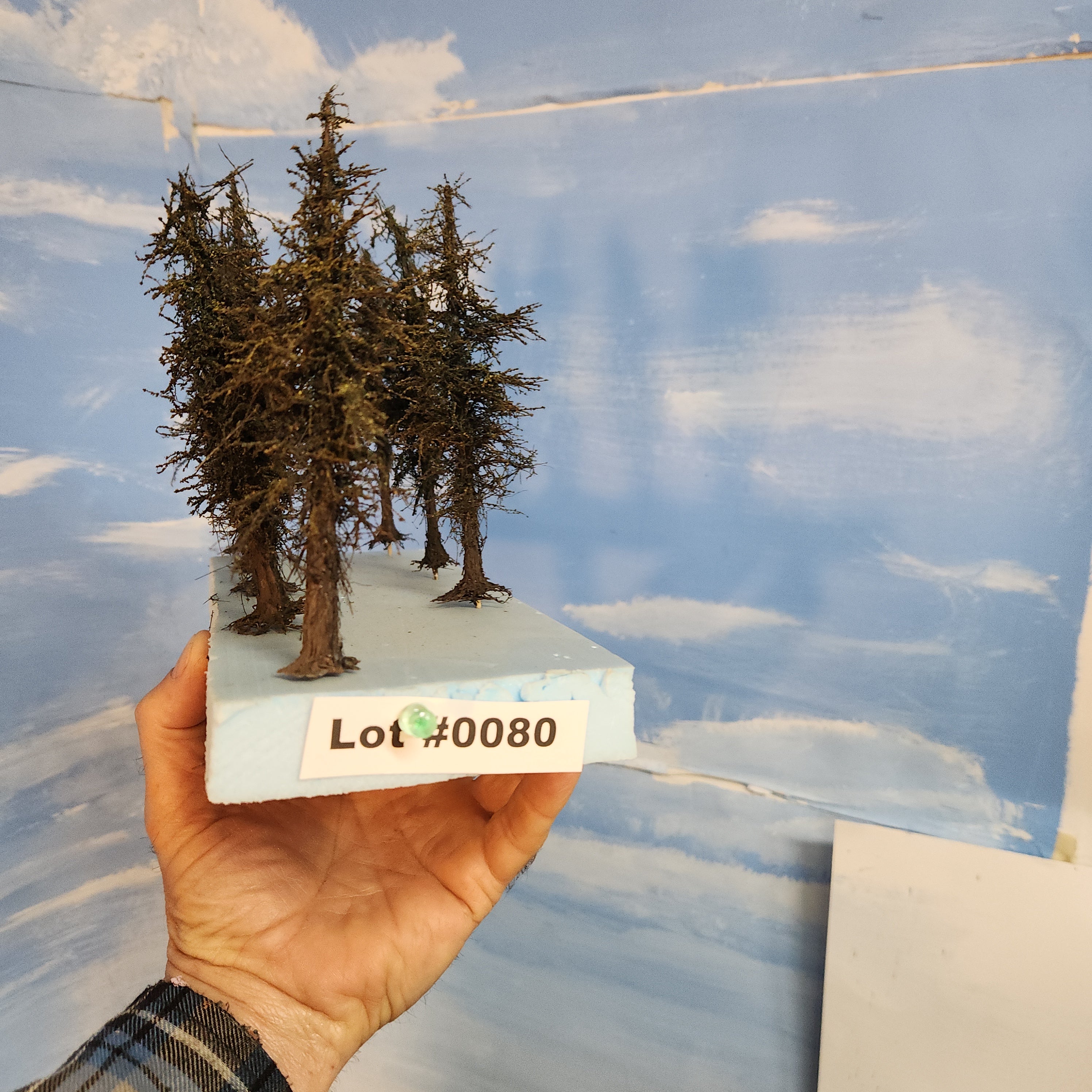 L0080 Pines 6"
