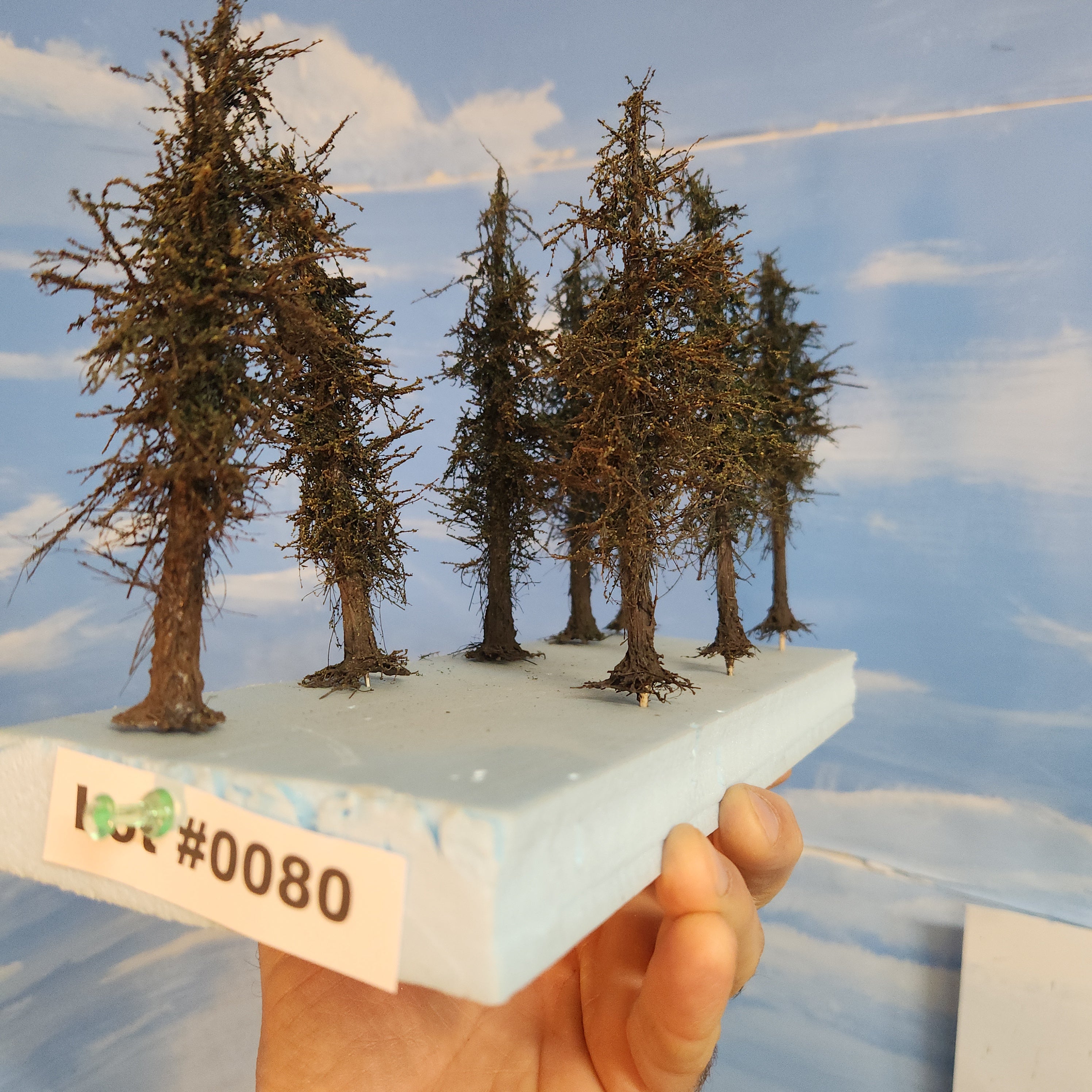 L0080 Pines 6"