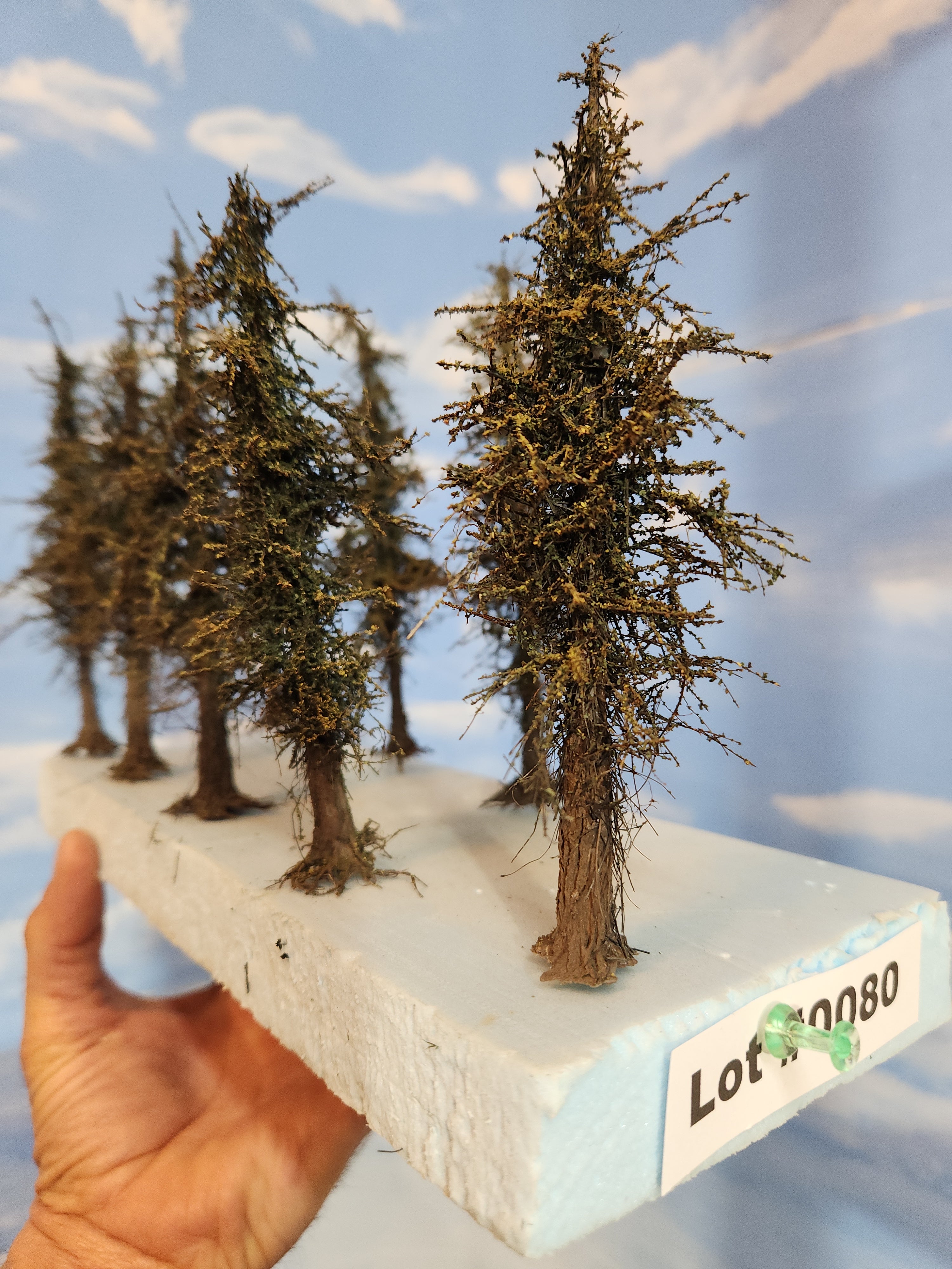 L0080 Pines 6"