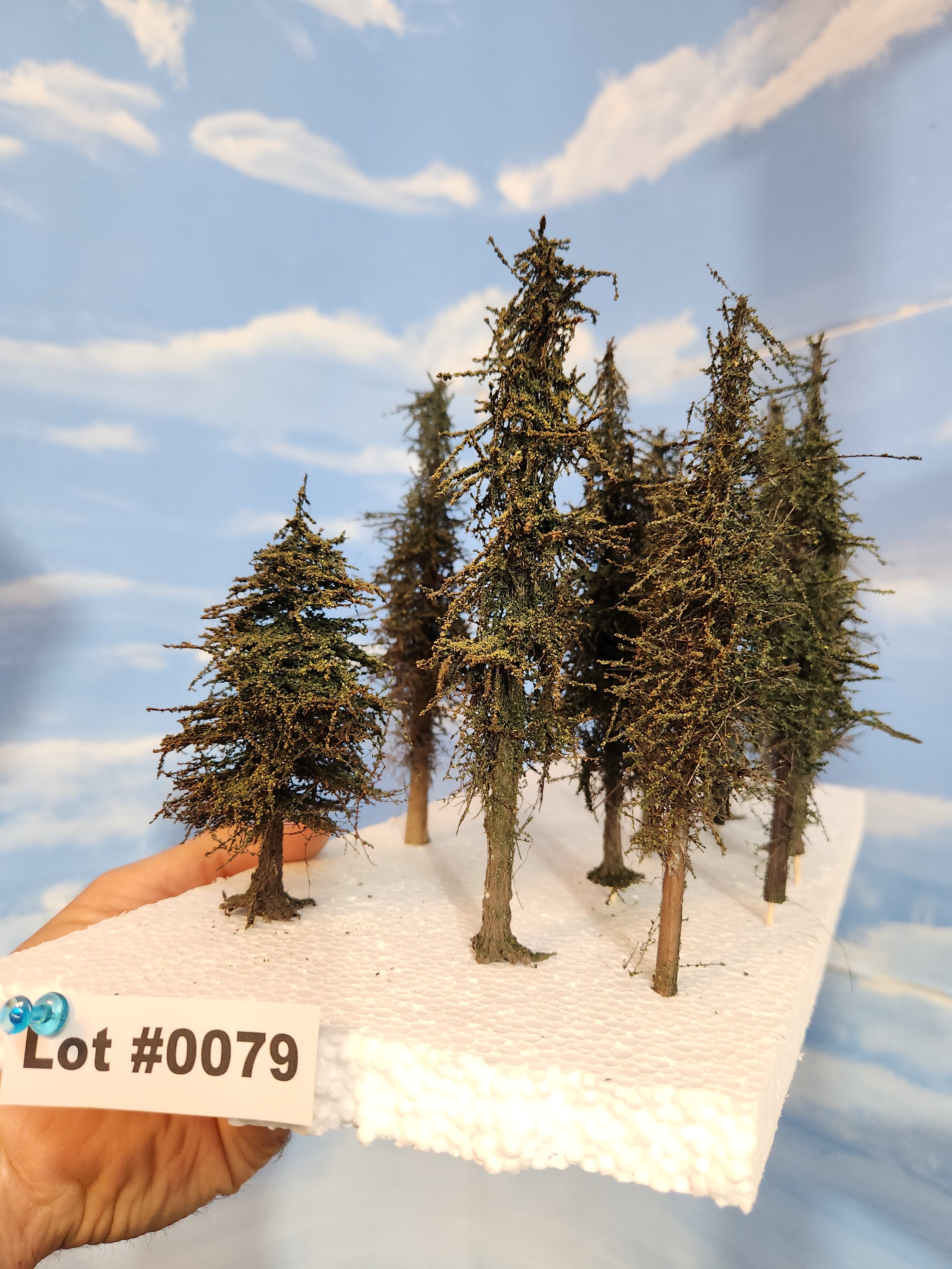 L0079 Pines 6"