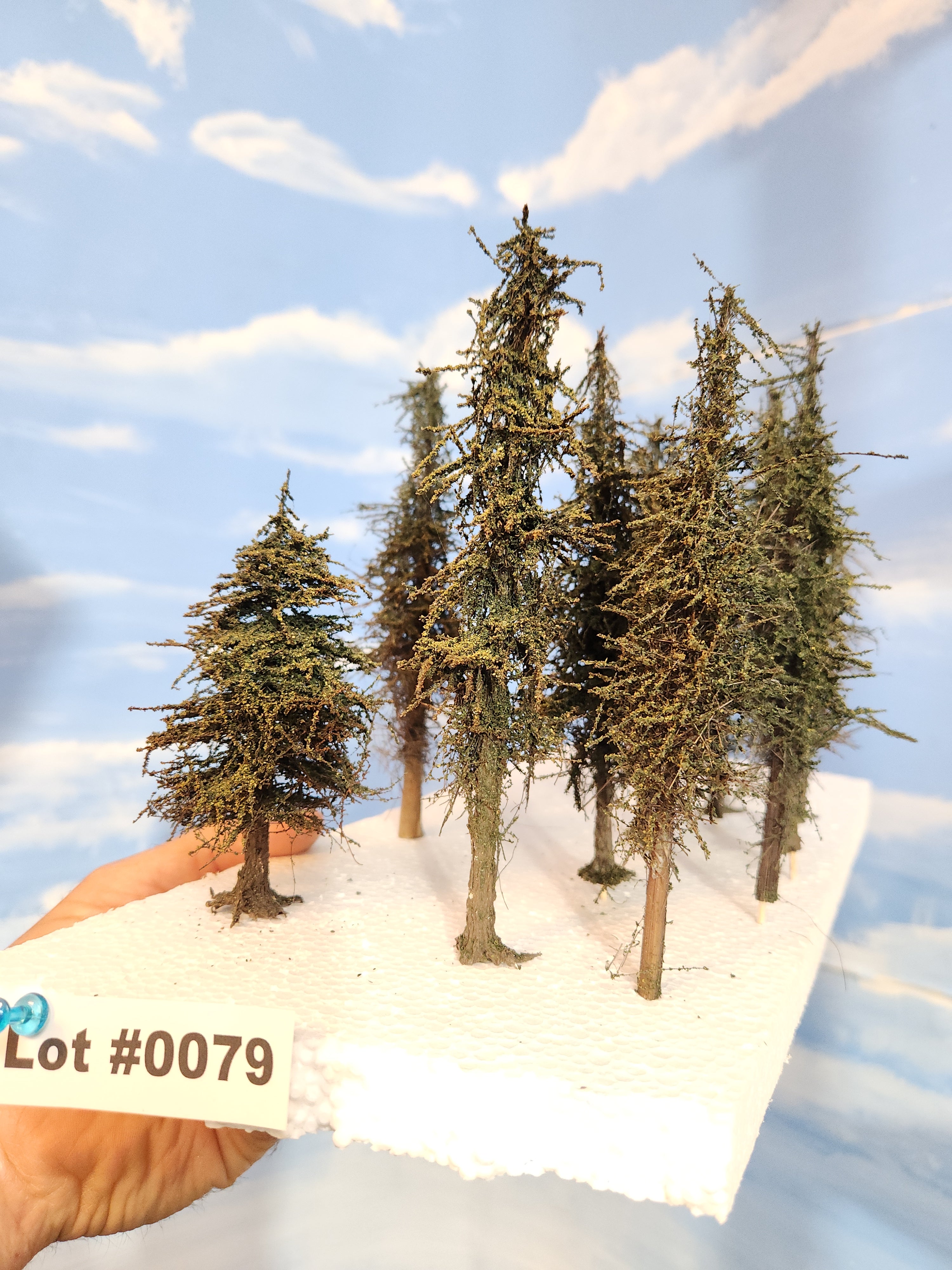 L0079 Pines 6"