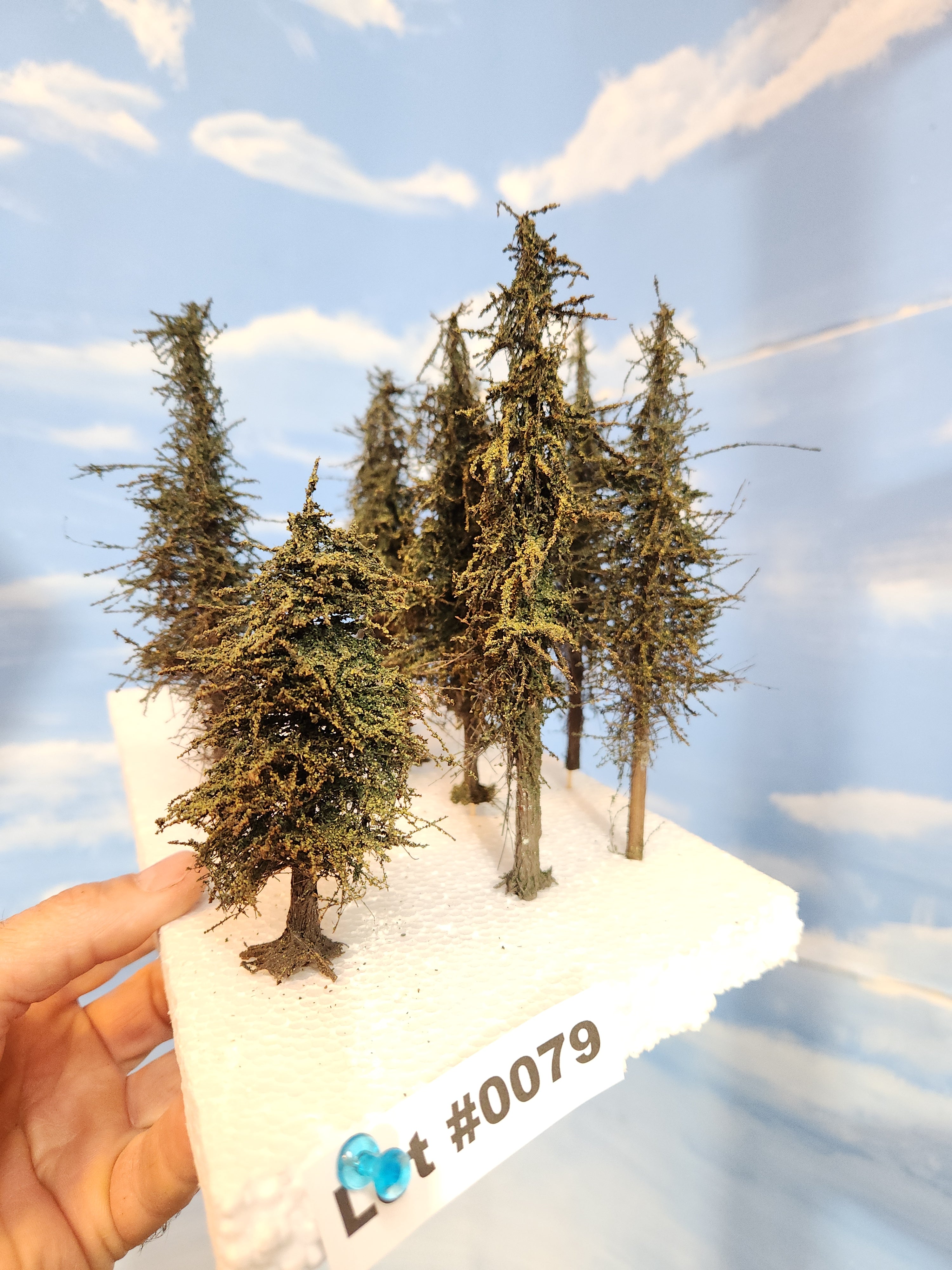 L0079 Pines 6"
