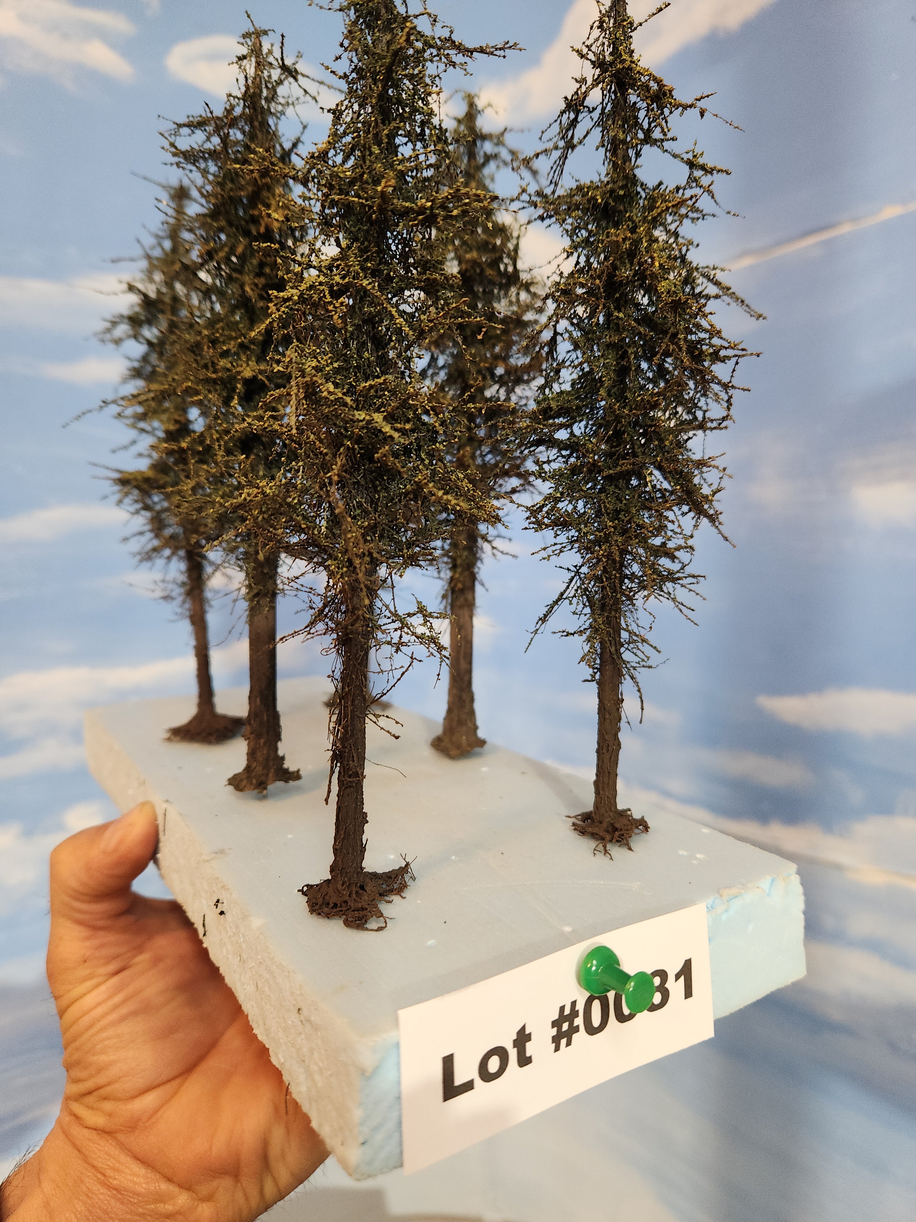 L0081 Pines