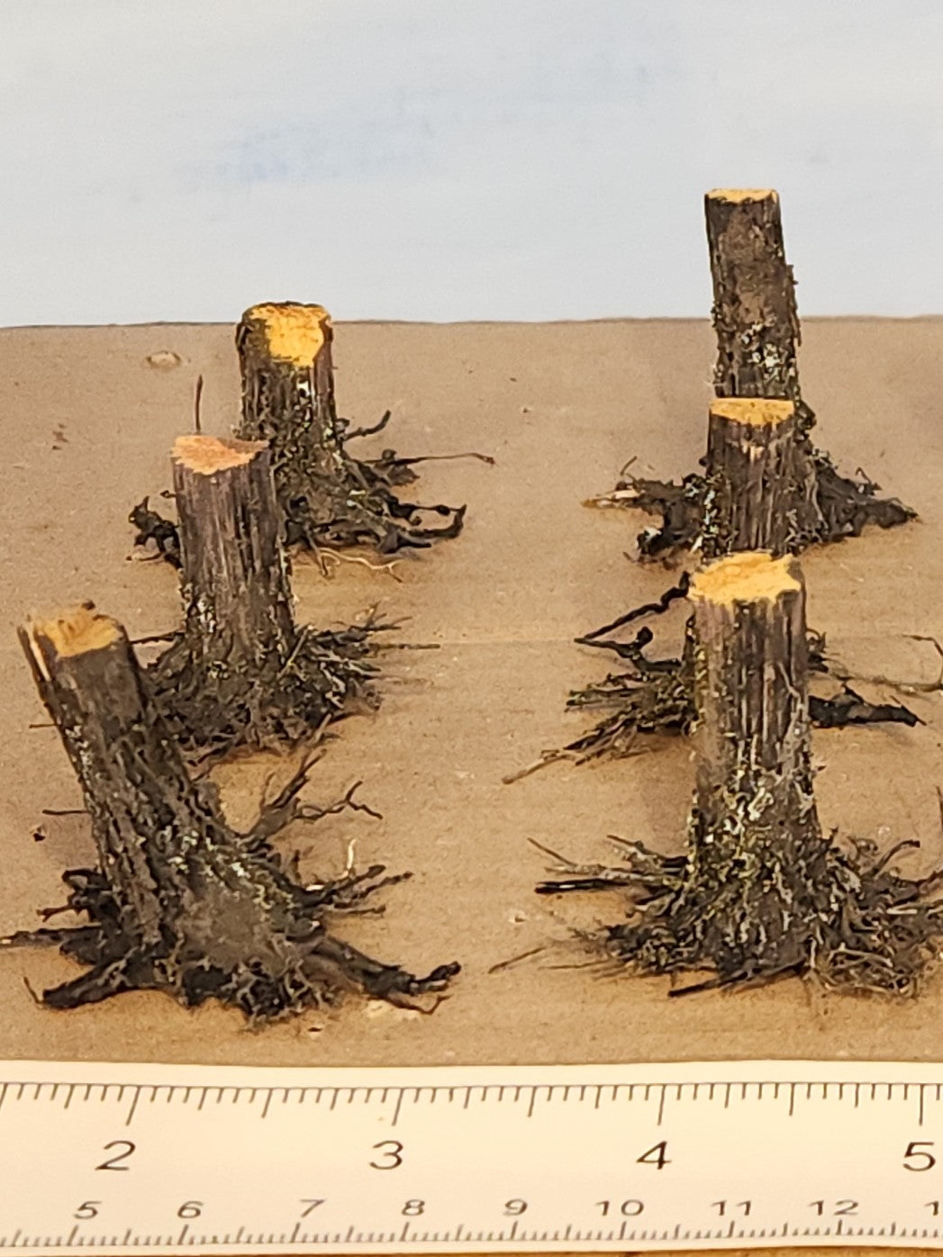 Stumps, 3/8", Chainsaw-Fresh-Cut, Three