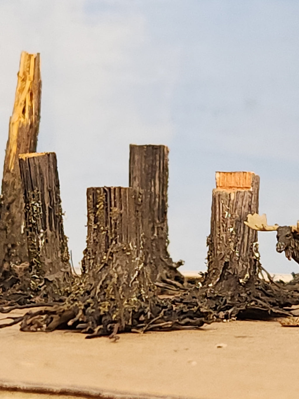 Stumps, 3/8", Chainsaw-Fresh-Cut, Three