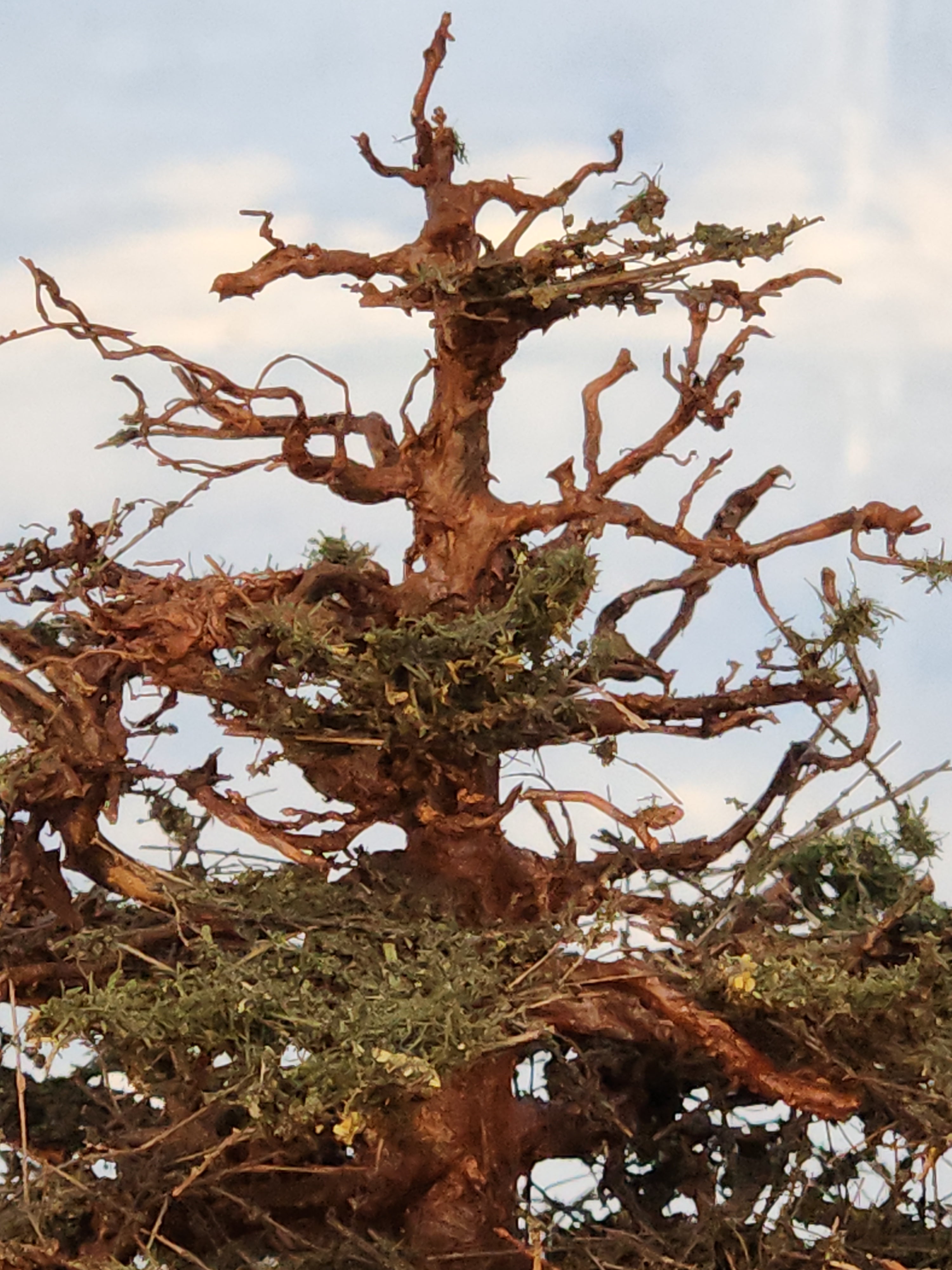 Redwood Tree 16 Inch