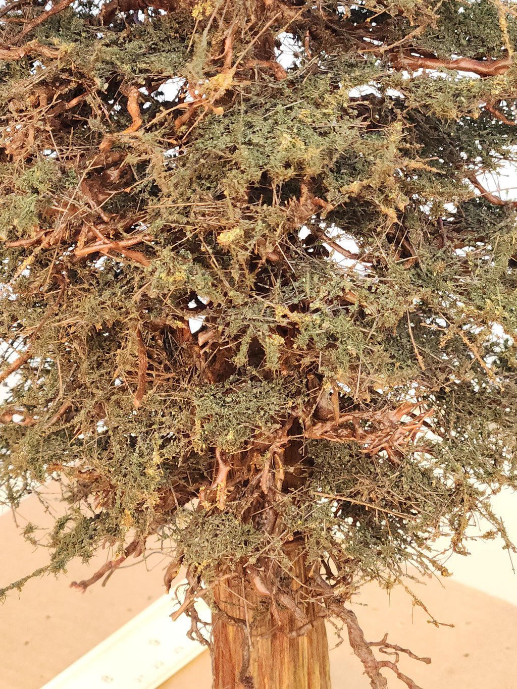 Redwood Tree 16 Inch