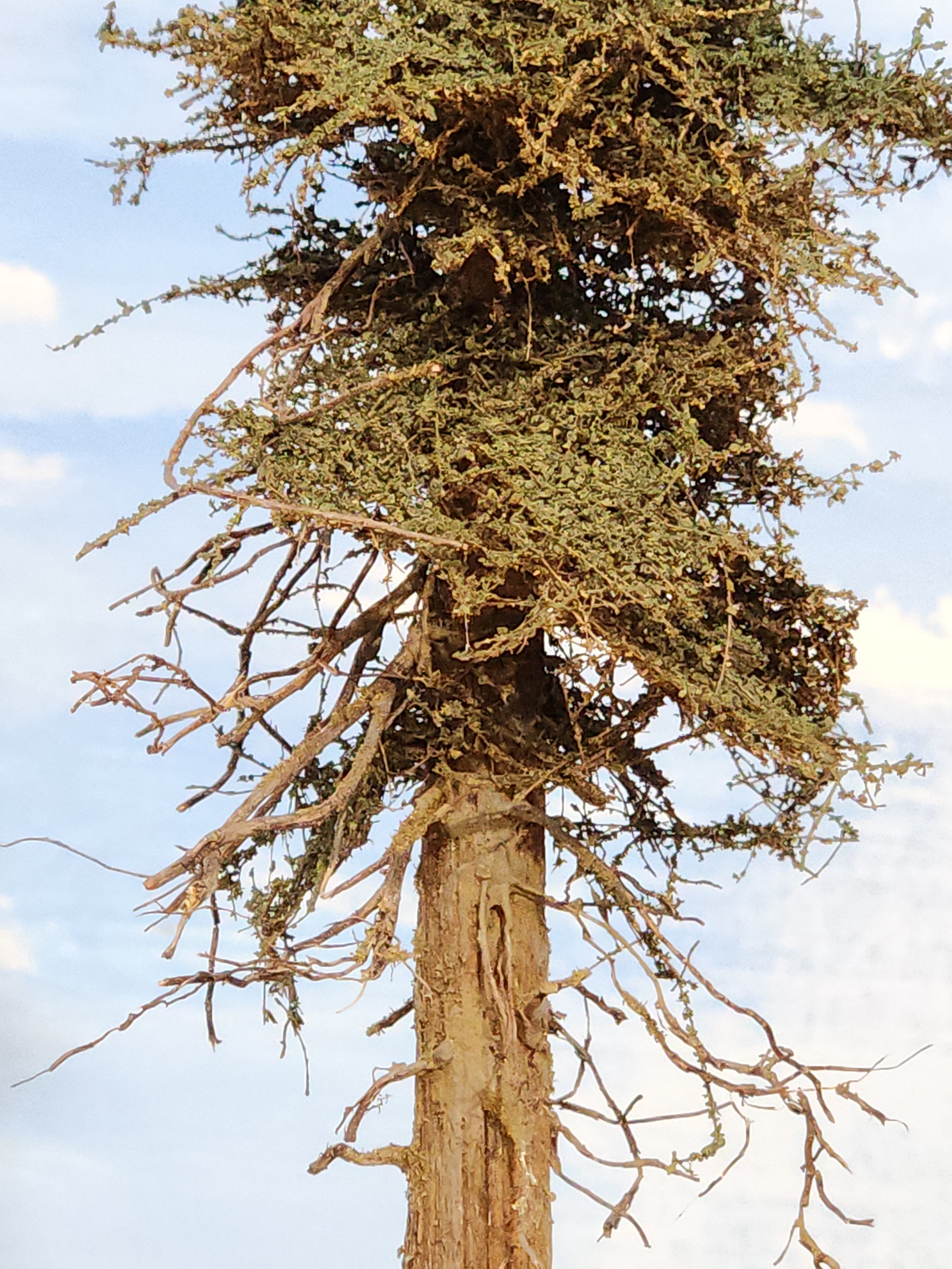 L0050 14-inch "Perfect" Fir Tree