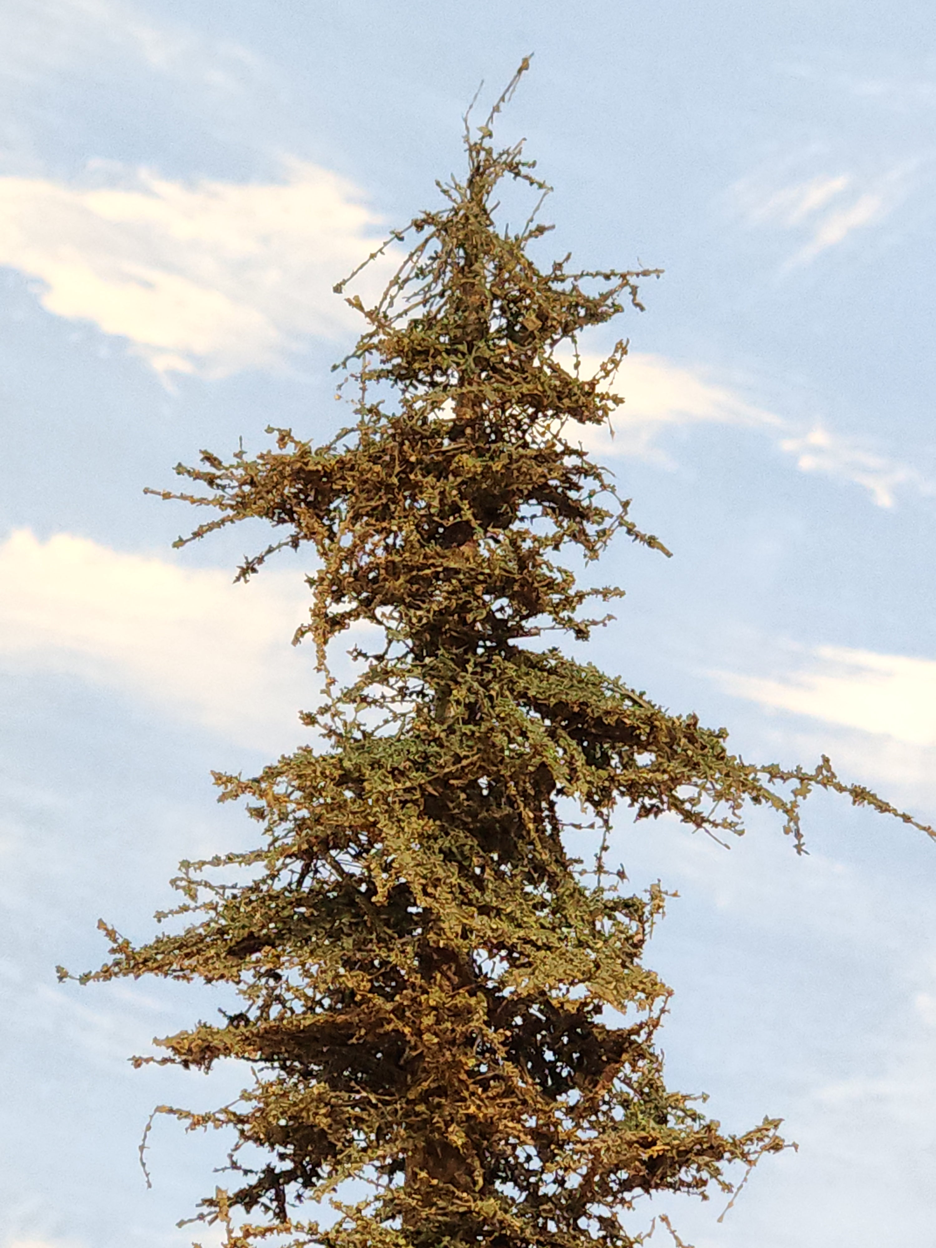 L0050 14-inch "Perfect" Fir Tree
