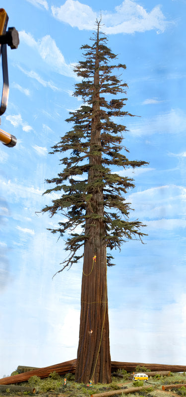 Sequoia or Redwood Tree, 48 Inches tall