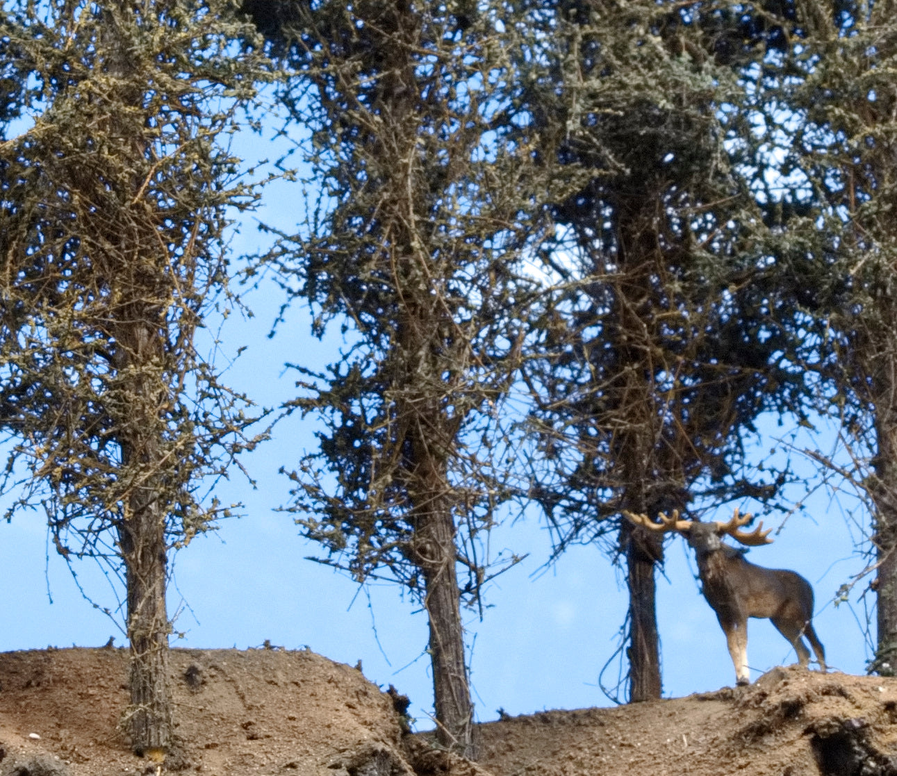 6" Background Trees qty 30