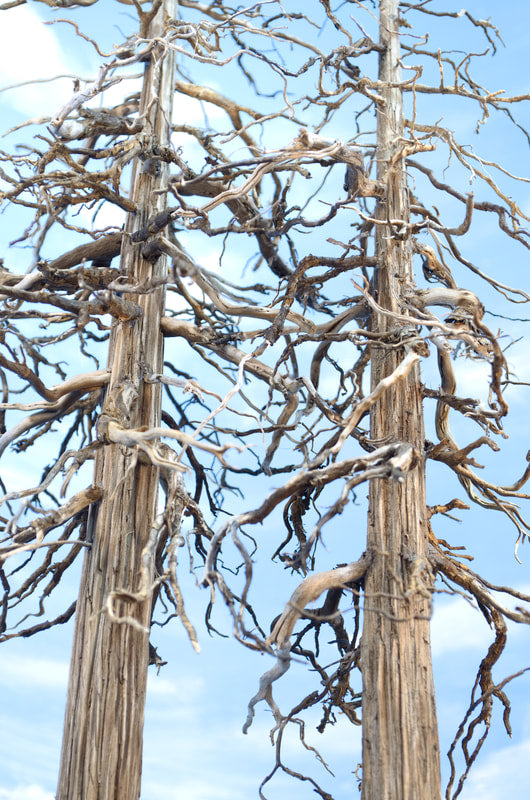 Redwood "Ghost" Tree, 24-26 Inches