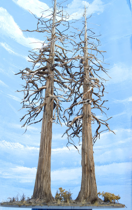 Redwood "Ghost" Tree, 24-26 Inches