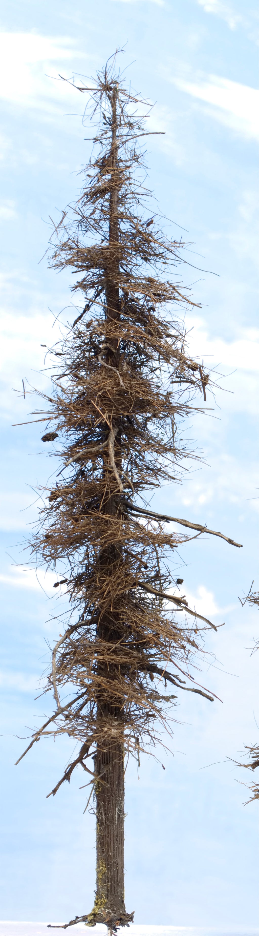 Fire Damage - Insect Infested -  7 Inch