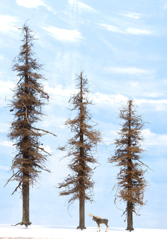 Fire Damage - Insect Infested -  11 Inch