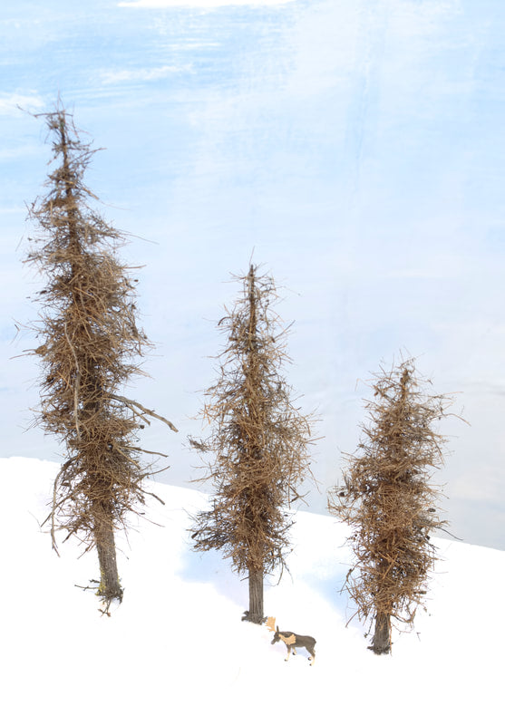 Fire Damage - Insect Infested -  7 Inch